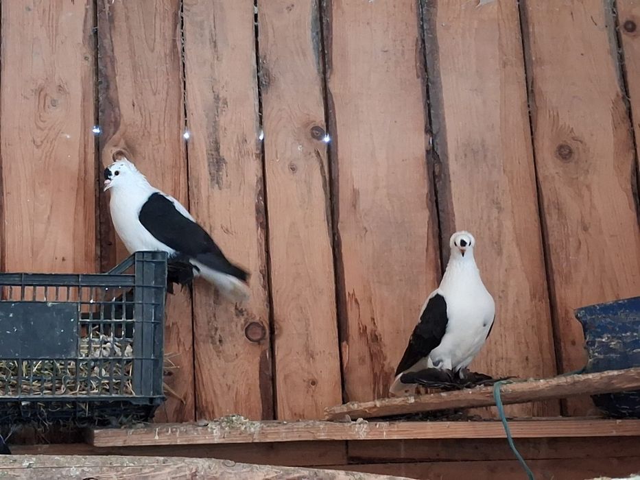 Rîndunele  și gușați de pomerania