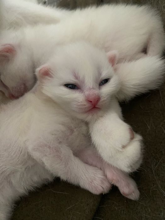 Отдам котят вместе с кошкой