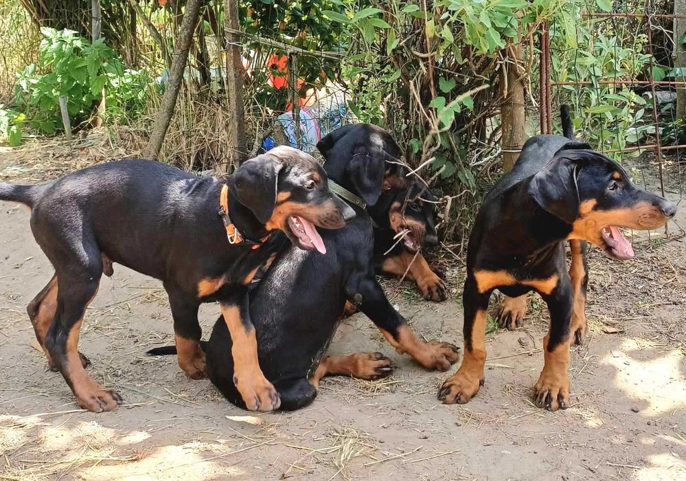 Расови Добермани на 8 месеца, от развъдник Елит Доберман, Варна
