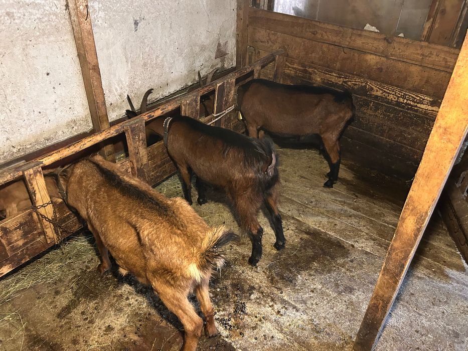 Кози френски алпин