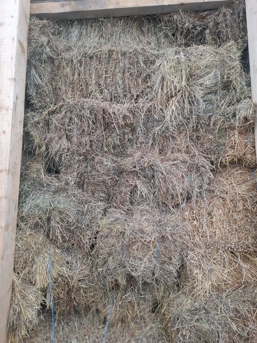 Baloti fan si lucernă