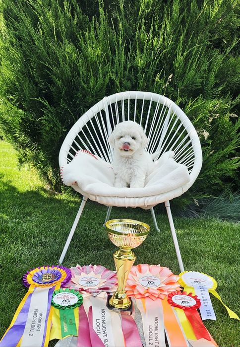 Bichon Frise cu pedigree-pregătiți să-și umple noua familie cu dragoste și bucurie