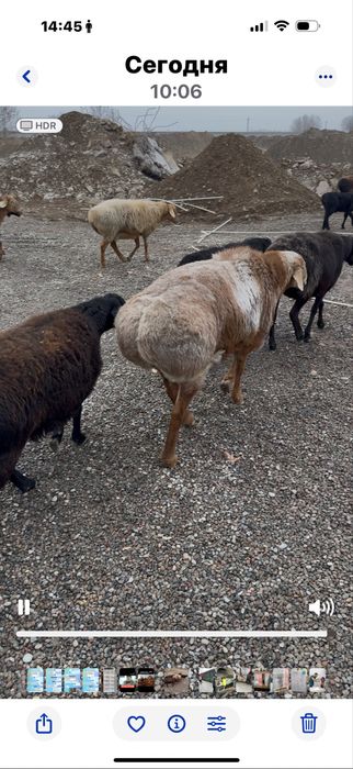 Акика ва курбонлик учун кучкорлар