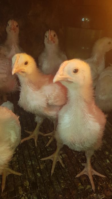 Продам подрощеных цыплят бройлера