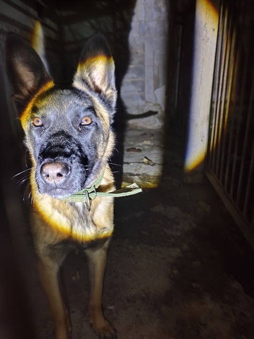 Бельгийская овчарка