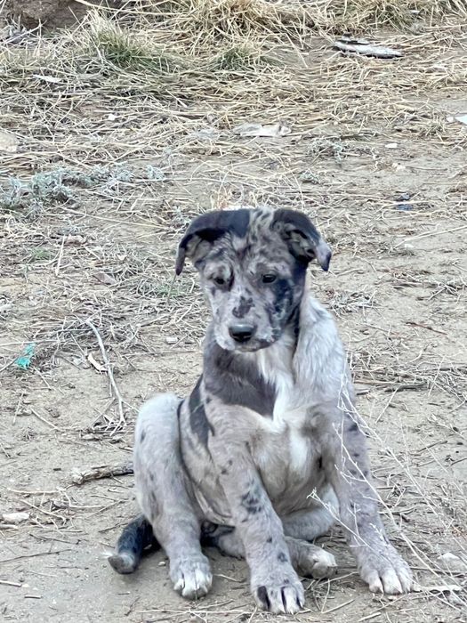 Щенки в добрые руки