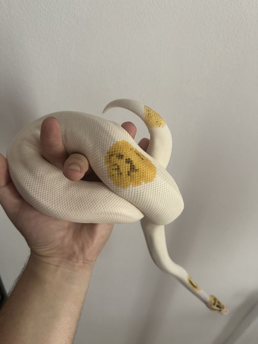 Piton regal - Ball Python