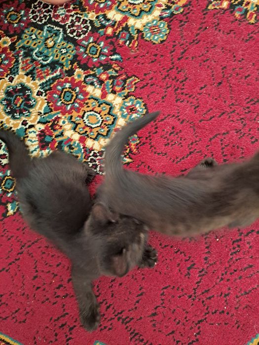 Котята домашние даром