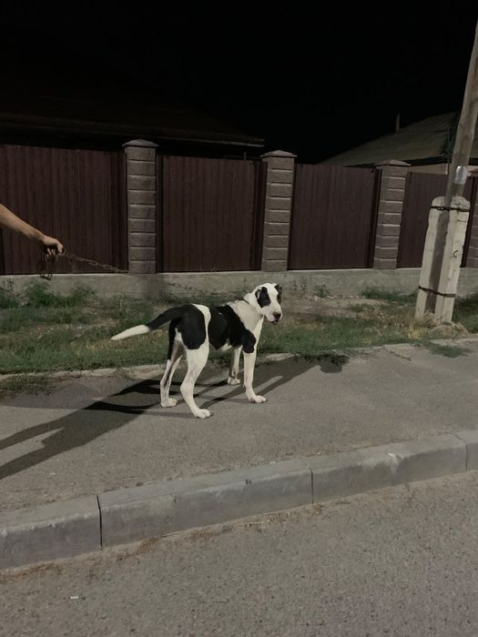 Продается щенок алабай