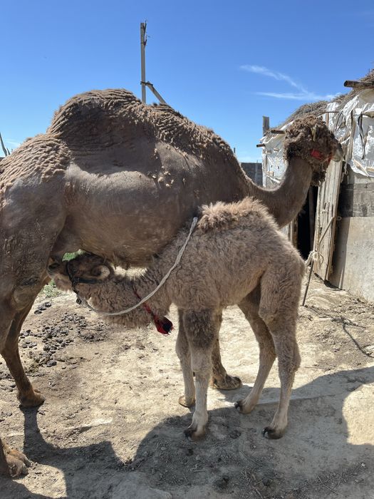 Сүтті түйе сатылады.