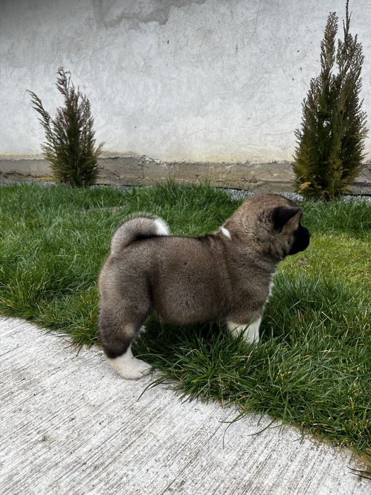 Femela Akita American