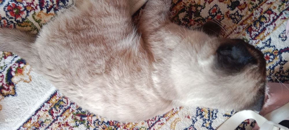 Fold mushuk ogil bola