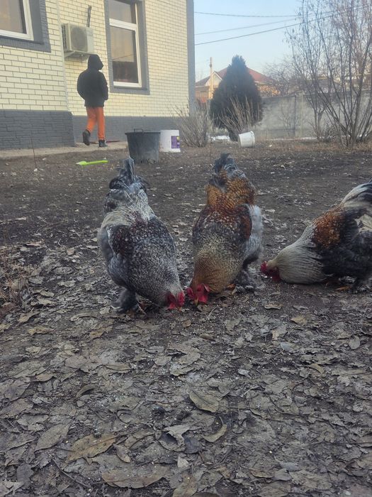 Продаются молодые петушки