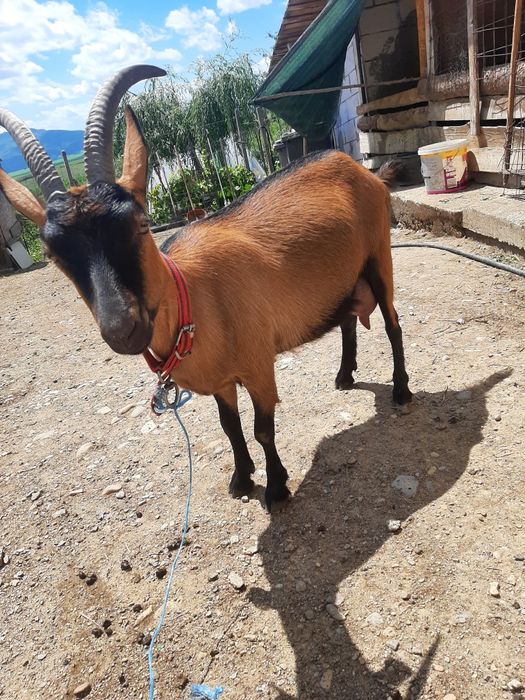 Vând capre de rasă