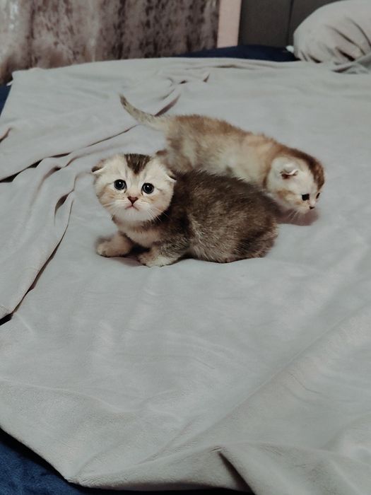 Котята Драгоценного Окраса Шиншилла