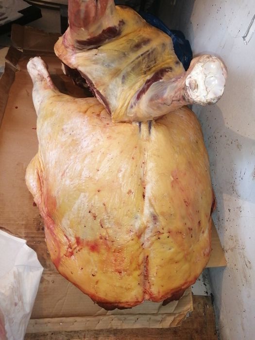 Мясо конина на согым