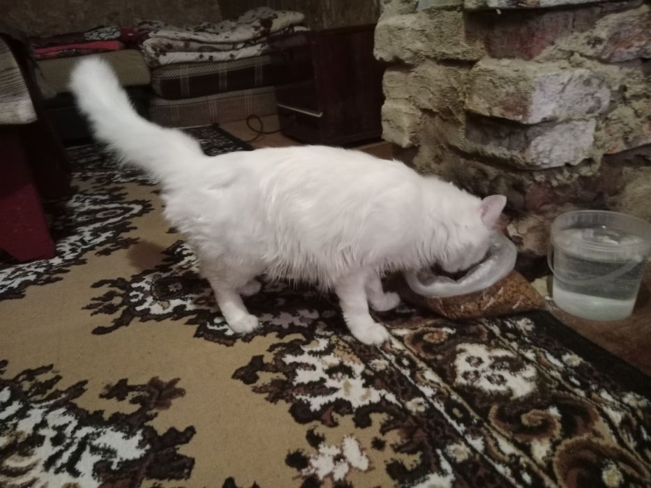 Отдам даром кошечку