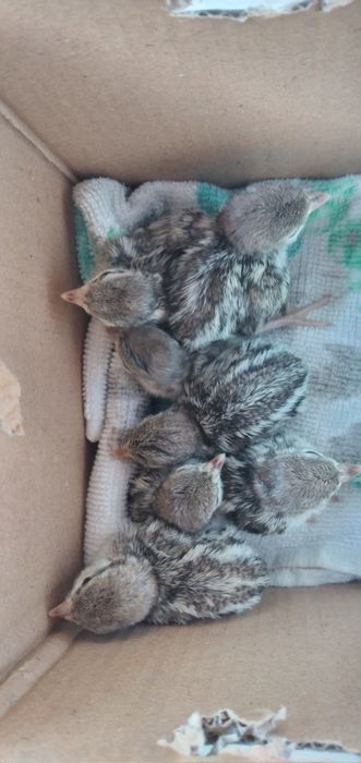 Кеклик суточные вывод 3 марта