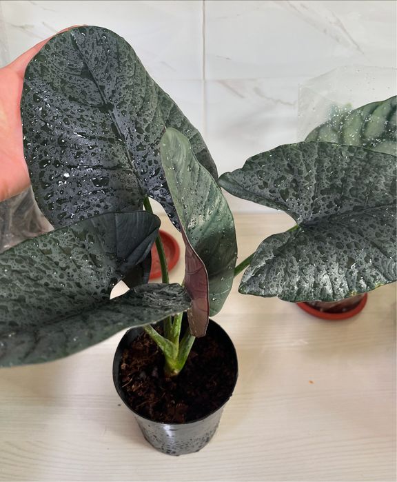 Комнатные растения