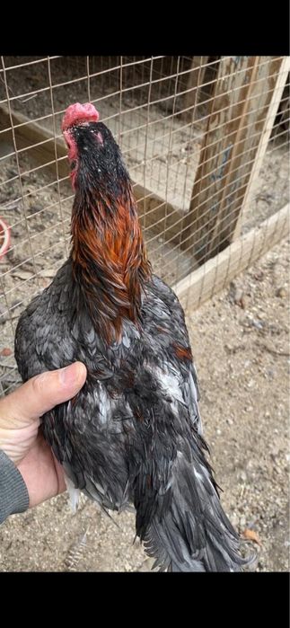 Ко Шамо, пепельный, мрамор