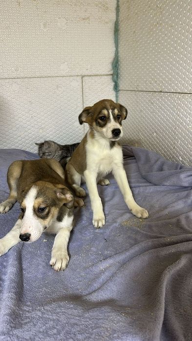 Ищу дом щенкам, в добрые руки