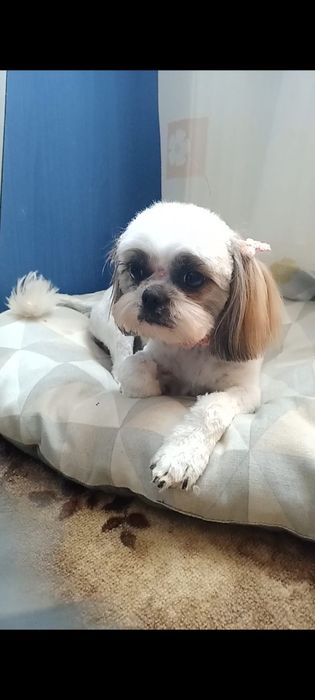 Pui Shih Tzu de vânzare