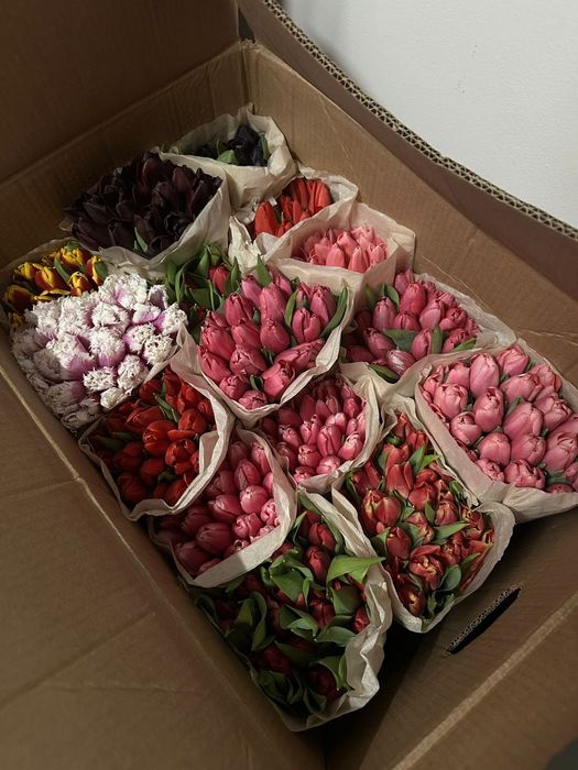 Тюльпаны оптом большие