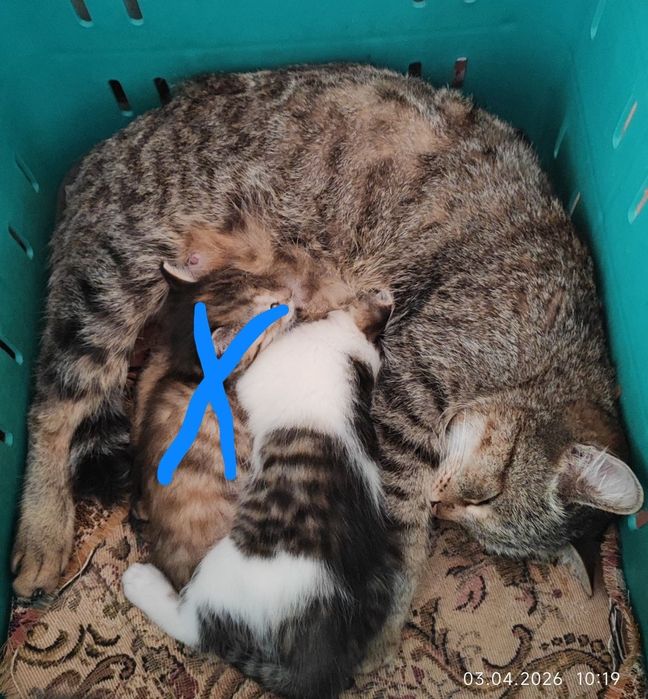 От кошки которая хорошо ловит мышей крыс из частного дома.