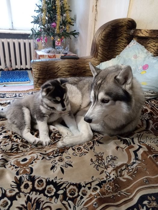 Продам щенка хаски