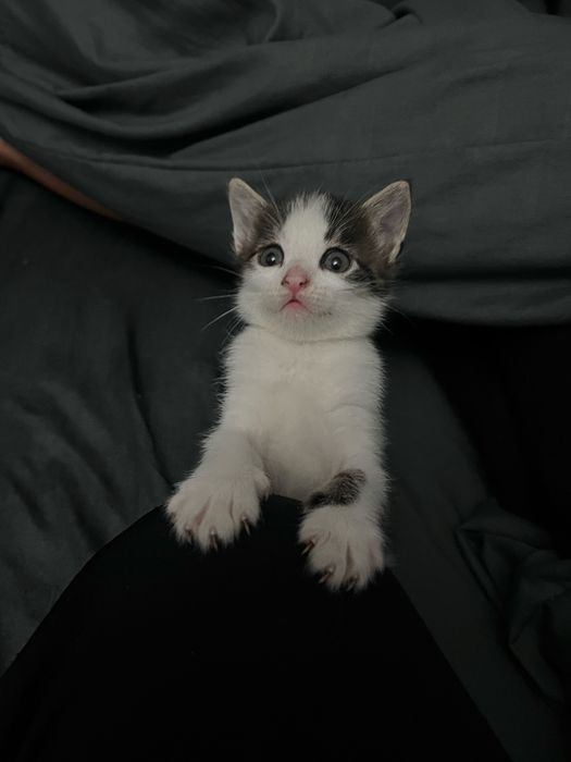отдам ласковых котят в добрые руки