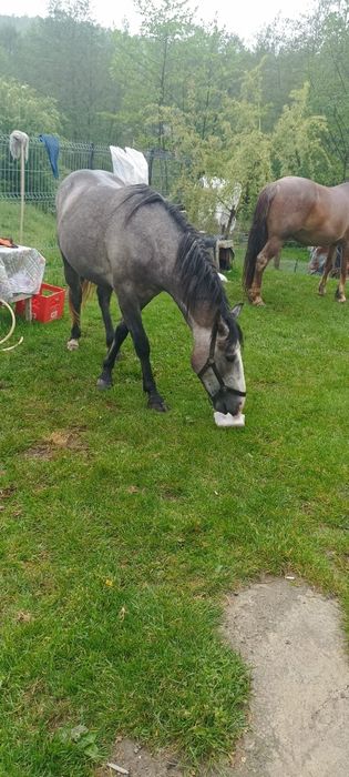 Vând iapa cu mânză