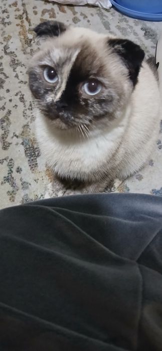 Мушук скотиш фолд