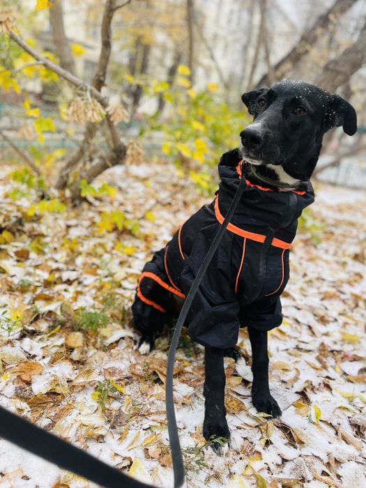 Ищем семью для Сириуса