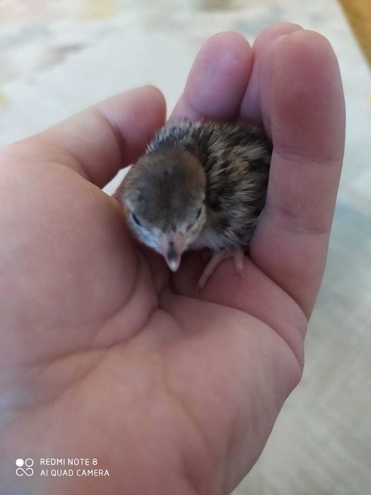 Белая куропатка (ок каклик) oq kaklik