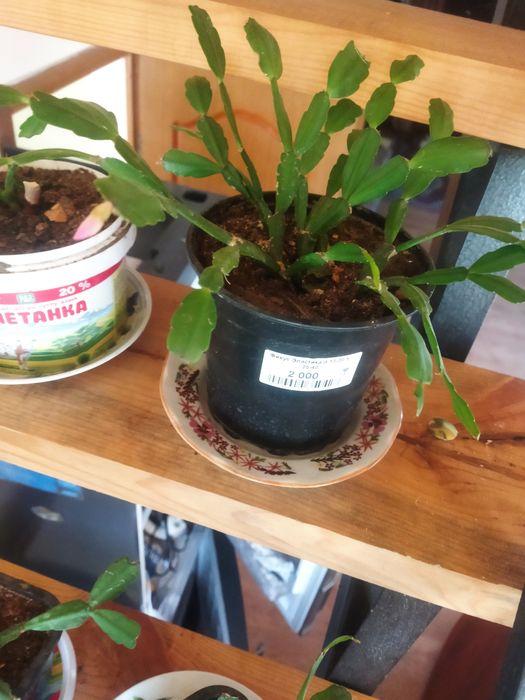 Декабрист цветок