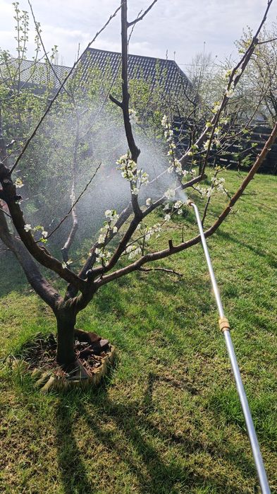 Taieri de rodire, plantare, altoire, formare pomi, îngrijire conifere