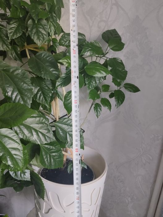 Продам гибискус.