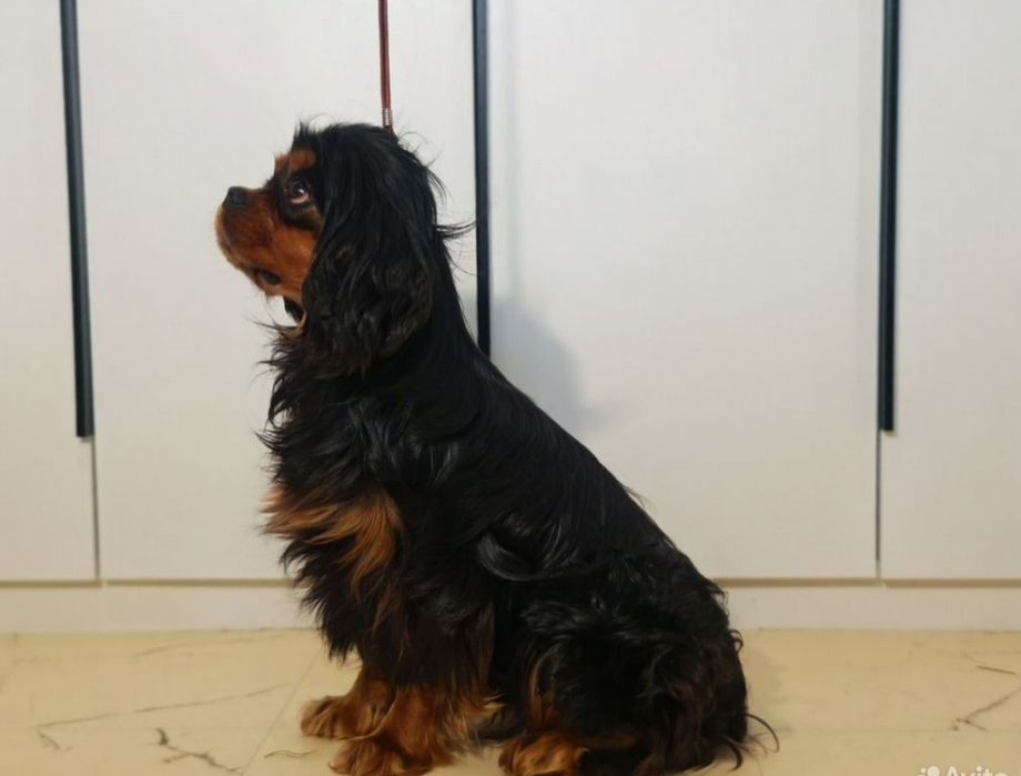 Кавалер Кинг Чарльз спаниель