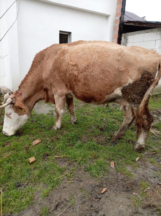 Vând vacă cu lapte