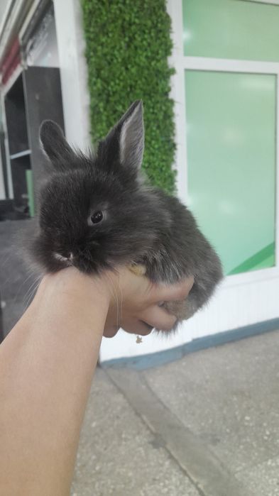 Кролики карликовые