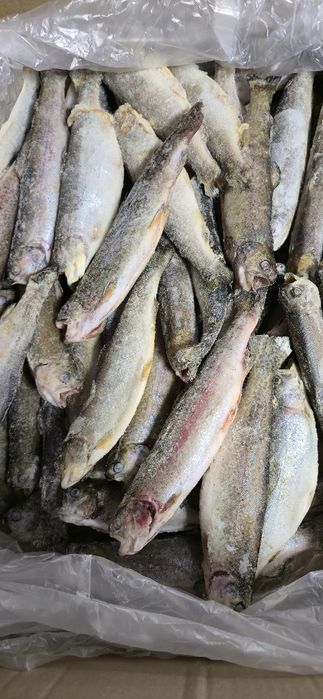 Форель порционная 150-250гр