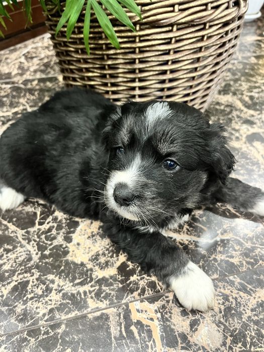 Отдам щенков бесплатно в добрые руки