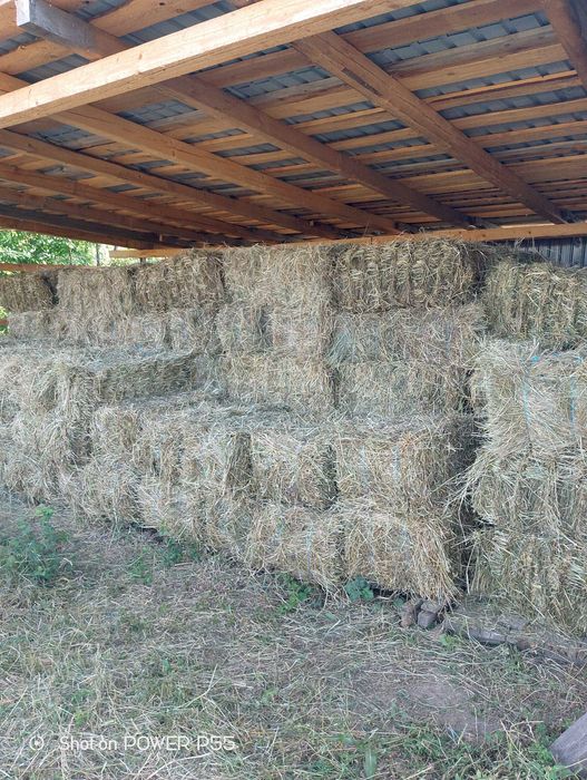 baloți de lucernă amestec cu otava