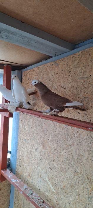 Голубь Армавирский белоголовый