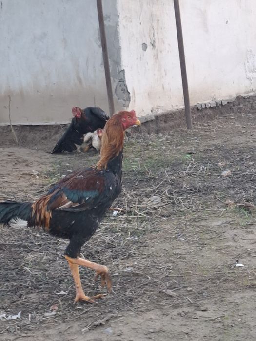 Дакан шөжелер сатылады