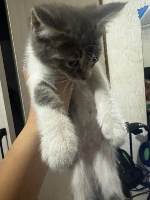 Котята котята мысык