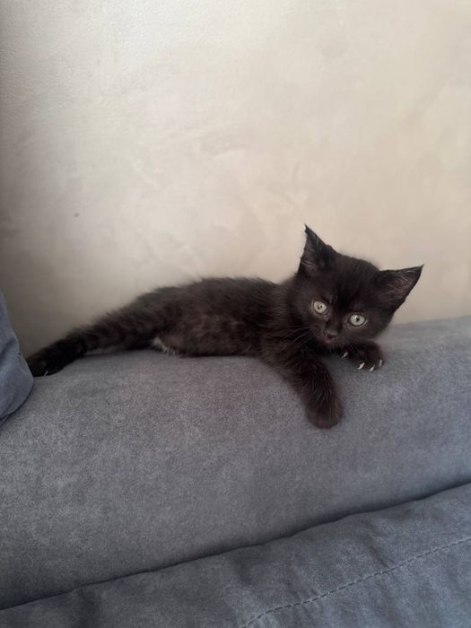 Котенок в добрые руки