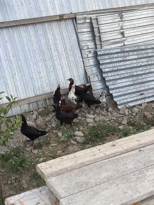 Продам не дорого