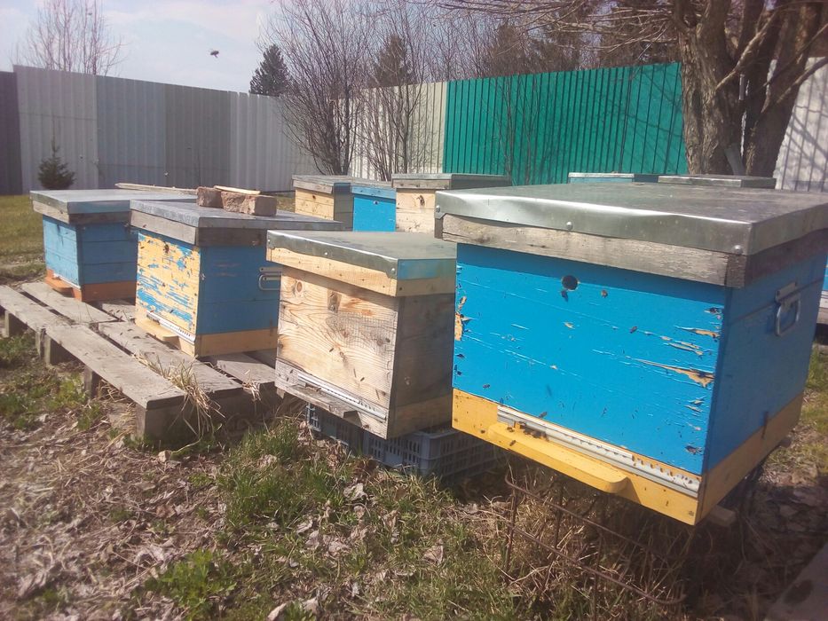 Пакеты пчелосемьи продам.
