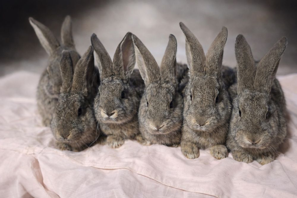 Uriaș german 2 masculi